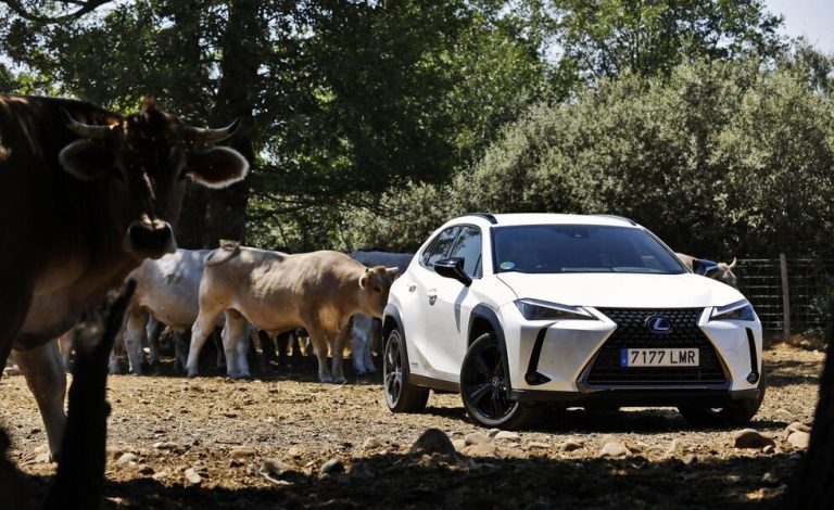 Rutas con sabor by Lexus. Buey de los Valles del Esla: manjar sostenible
