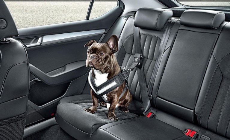 Skoda asegura la vida de tu perro con su nuevo cinturón
