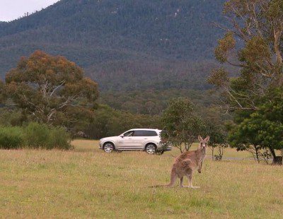 Volvo prueba el detector de canguros en Australia