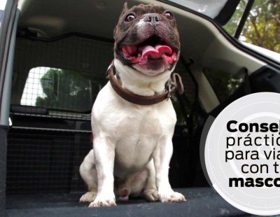 Consejos para viajar con tu mascota