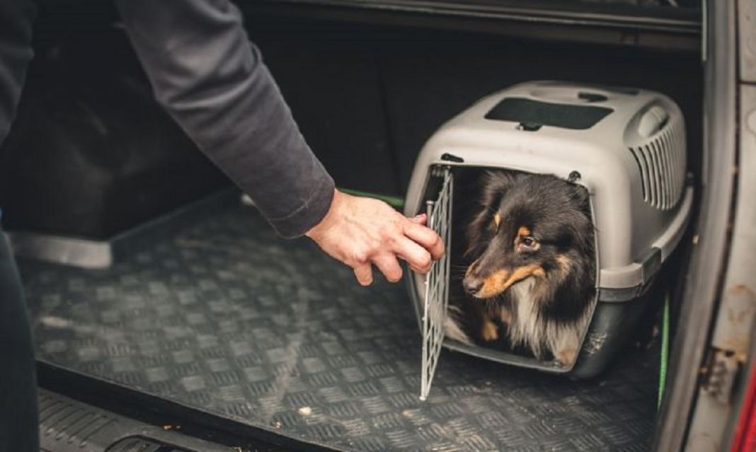 Estadísticas sobre el transporte de mascotas