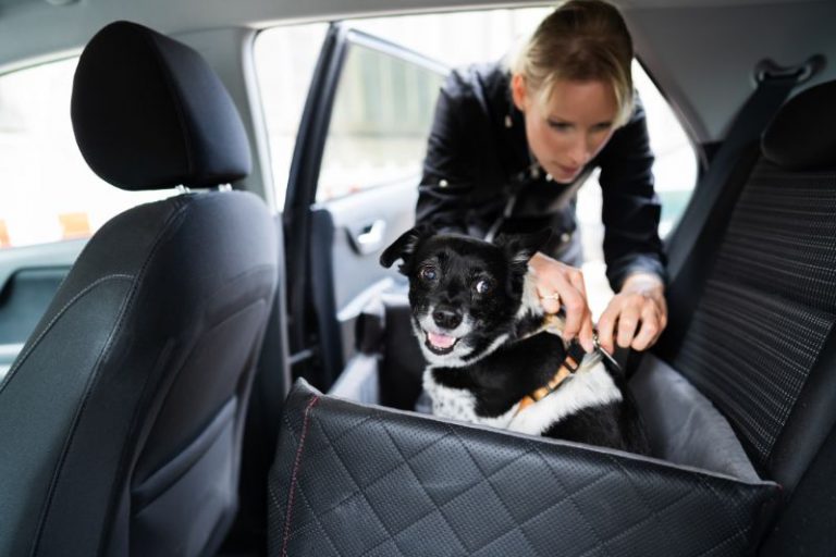 La nueva multa de la DGT por llevar al perro en el coche