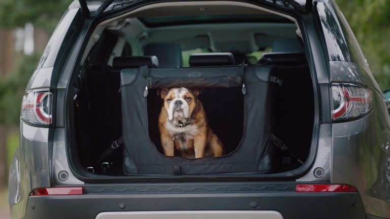 Evita la multa de la DGT por llevar a tu perro en el coche con este accesorio de 10 euros