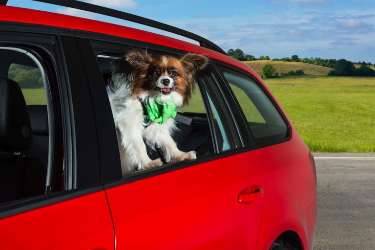 Accesorios para que tu perro viaje a cuerpo de rey en el coche