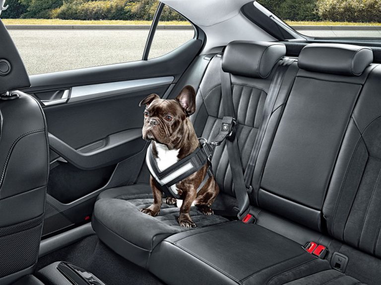 Los peligros del coche para tu perro en verano