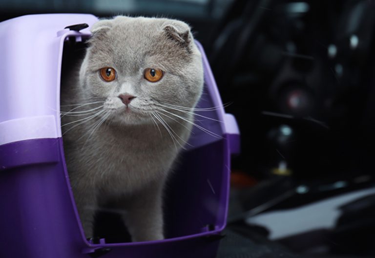 Si vuelves de vacaciones con tu mascota, no olvides lo que dice la DGT que debes hacer