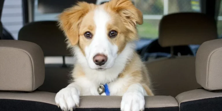 Cómo quitar el olor a perro de tu coche