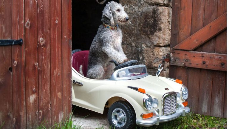 La forma más segura de llevar a tu perro en el coche según la DGT