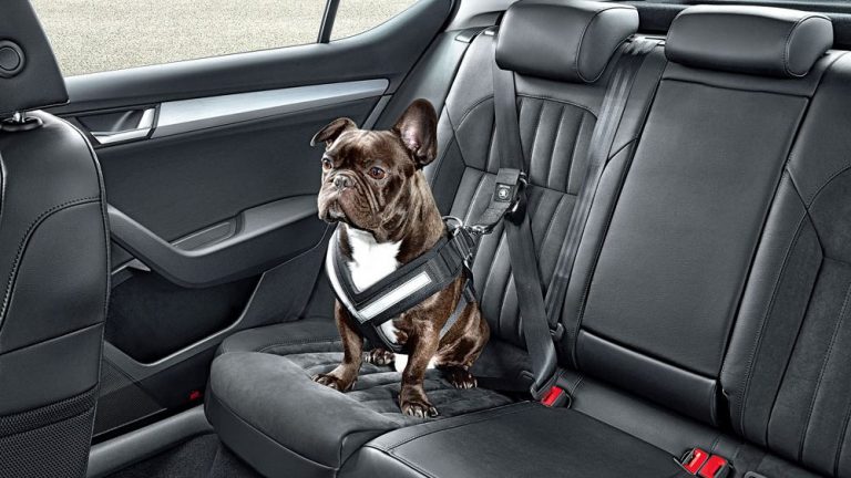 El nuevo elemento de seguridad que deberás llevar en tu coche si viajas con perros