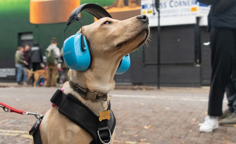 Skoda regala orejeras para proteger a los perros de los fuegos artificiales