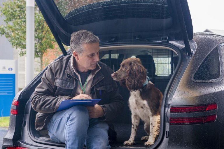 Si vas a viajar con tu perro en Semana Santa, así es como debes llevarlo en el coche