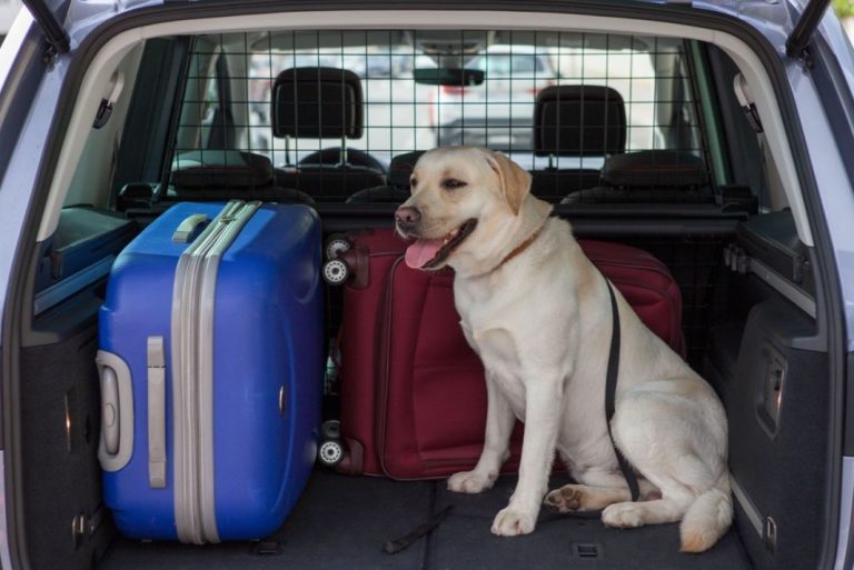 Si no quieres que te multe la DGT, así tienes que llevar a tu perro en el coche