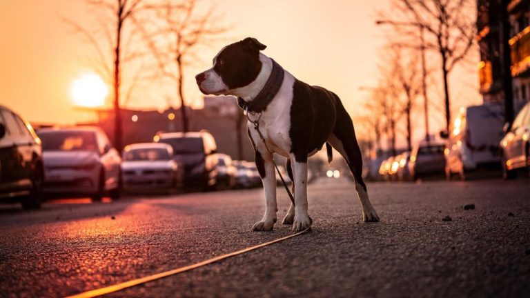 Los motivos para llevar bien sujeto a tu perro dentro del coche
