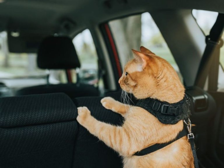Perros y gatos: los involucrados en los accidentes de tráfico que más aumentaron en 2022