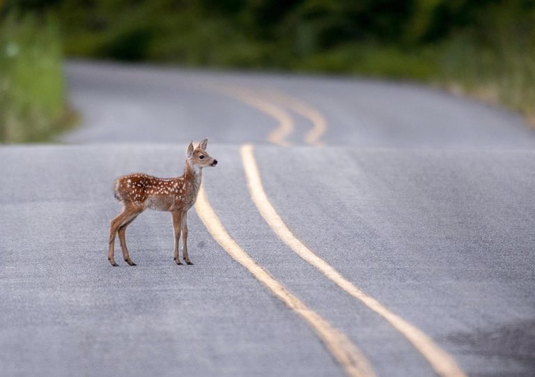 Seguro de coche con cobertura de daños causados por animales: ¿por qué es interesante incluirla?