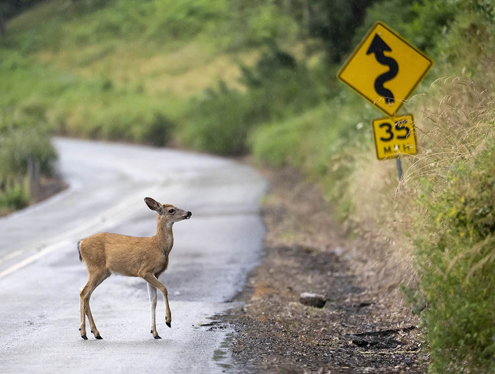 animal en la carretera
