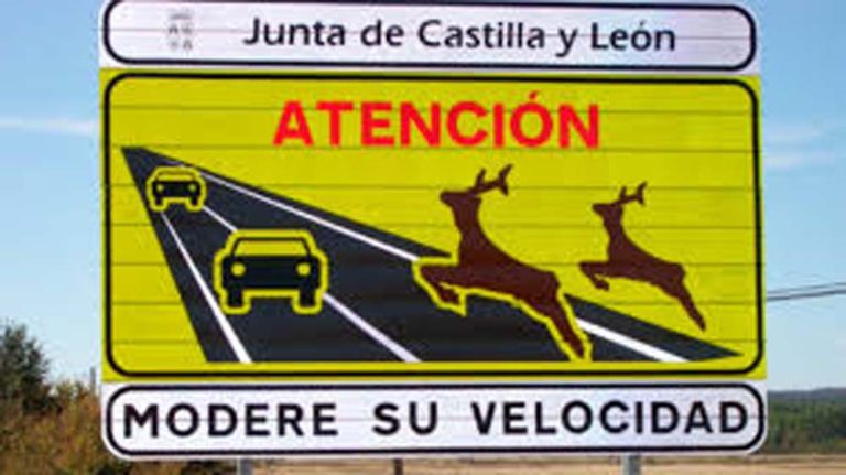 Atropellar animales en carretera: así debes actuar para evitarlo