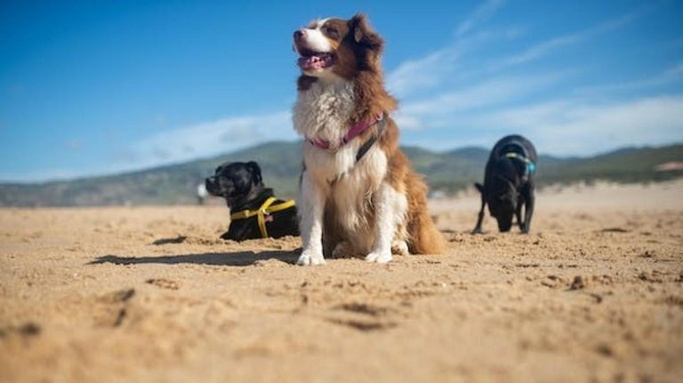 Taxis o VTC : ¿Puede una persona ciega subir con su perro guía?