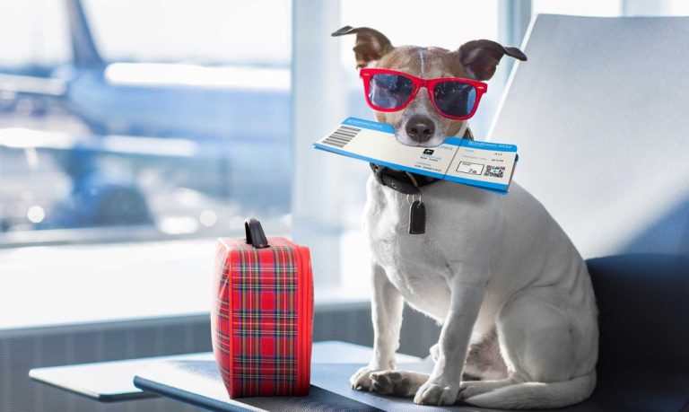 Mucho cuidado al viajar con tu perro: esto puede suceder