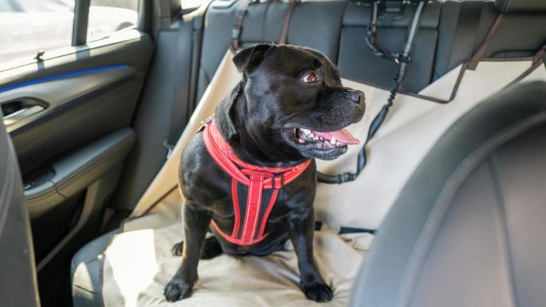 La DGT te recuerda cómo debes llevar a tu perro en el coche para evitar una multa