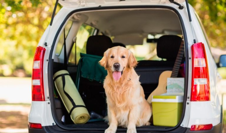¡No imaginas lo que la DGT exige para tu peludo copiloto! Multas por no asegurarlo adecuadamente
