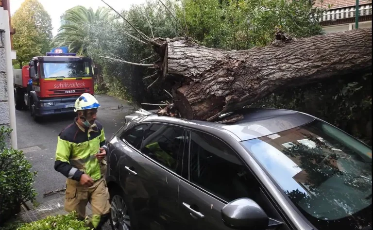 La letra pequeña del seguro de tu coche: Cómo saber si cubre daños por caídas de árboles