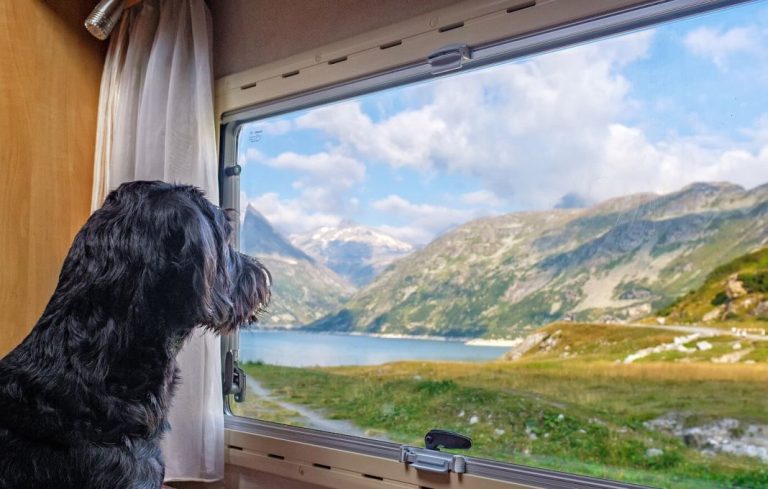 La Ley de Protección Animal y la multa que las autoridades te pueden poner por dejar a tu perro en una caravana