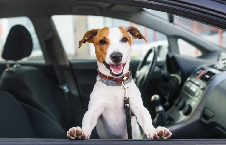 Quienes más saben de tu coche, te explican como debe viajar tu perro estas vacaciones