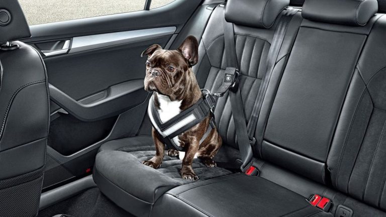 Así es como la DGT quiere que lleves a tu perro en el coche
