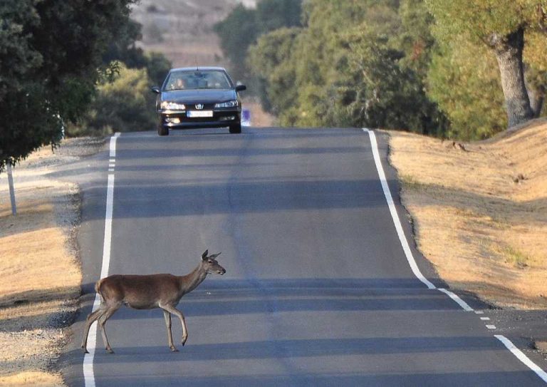 Estas son las más de 100 señales de tráfico que buscan evitar que tengas un accidente con un animal