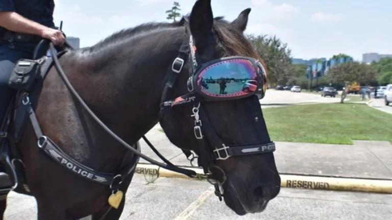 El ‘vehículo’ que utiliza la policía para seguir a los malos tiene un caballo: Literal