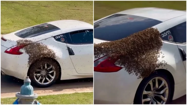 Abejas convierten un Nissan deportivo en un panal
