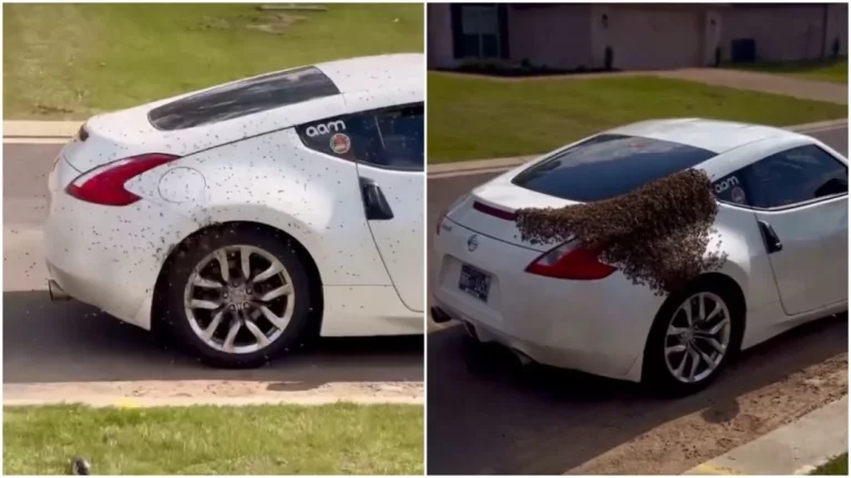 Las abejas no son tontas: Y por eso han elegido este deportivo Nissan de 300 CV para hacer su panal