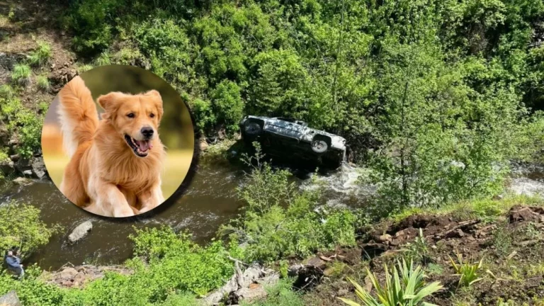 El perro que salvó la vida de este conductor