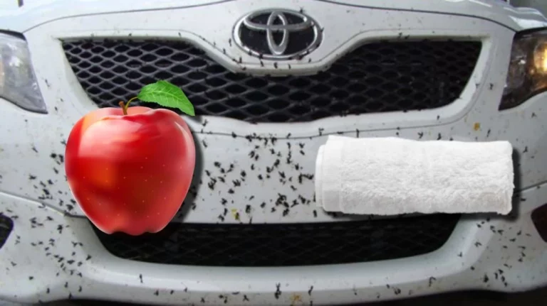 Una manzana y una toalla: Así puedes limpiar los impactos de los mosquitos en tu coche