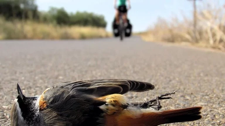 Animales en la carretera:¿Por qué es fácil atropellar una paloma y no una urraca?