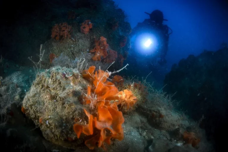BMW más allá de los coches: así impulsa la conservación de nuestros mares