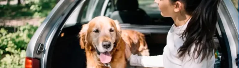 ¿Cómo hay que llevar a las mascotas en el coche? La mayoría no lo sabe