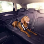 Multa por llevar tu perro suelto en el coche: 500 euros y 4 puntos de la Guardia Civil