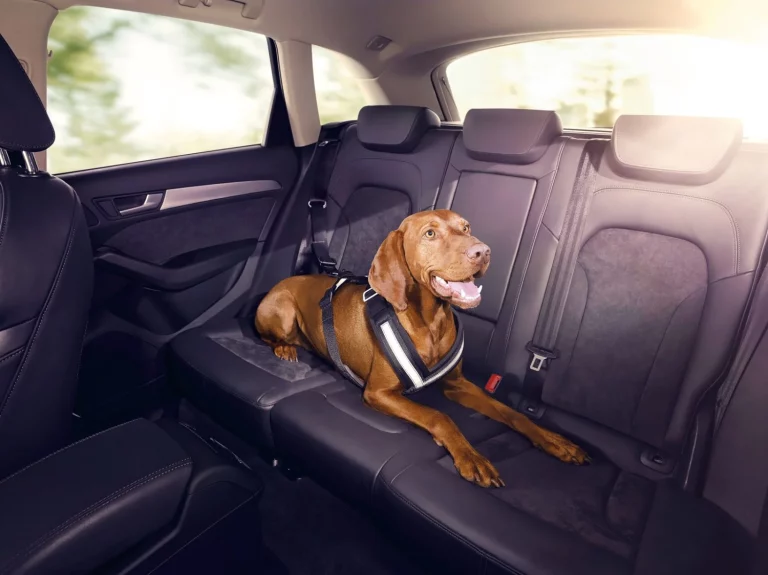 Multa por llevar tu perro suelto en el coche: 500 euros y 4 puntos de la Guardia Civil