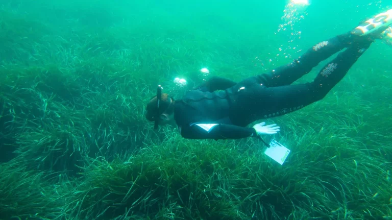 El motivo que lleva a OMODA & JAECOO a explorar el fondo marino de Almería