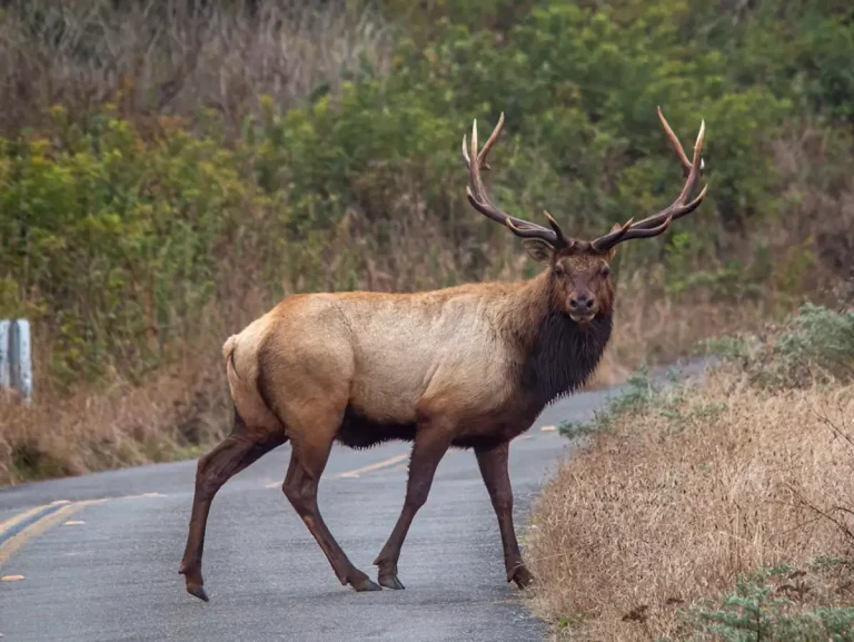 La DGT publica el mapa con los «puntos negros» donde más accidentes con animales tienen: Mira si vas a pasar por ellos en tus vacaciones