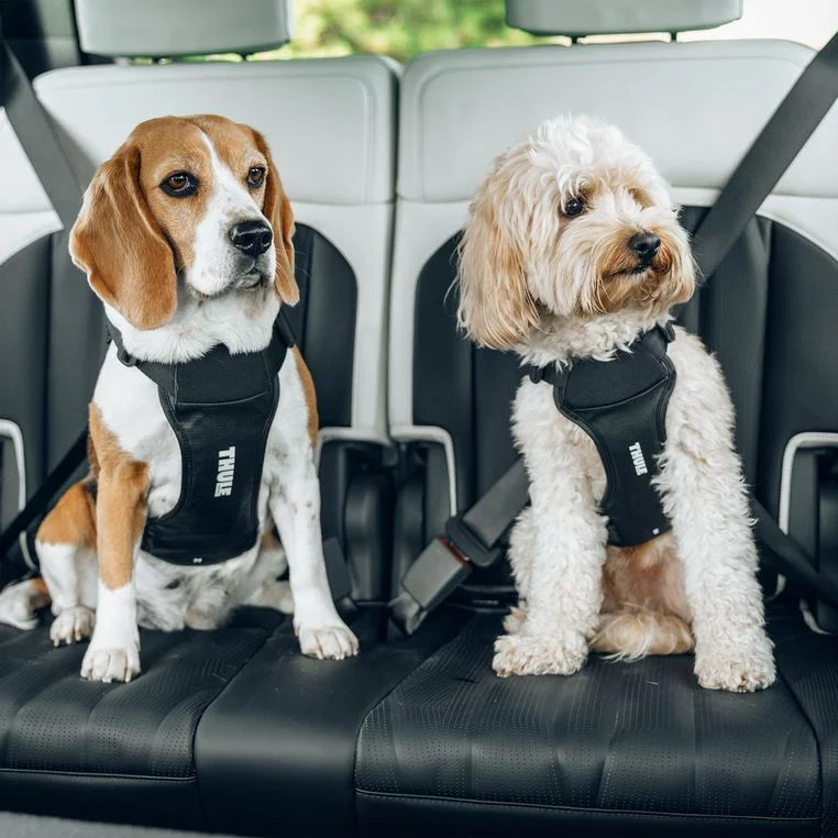 Luisa (36), veterinaria: "Así debes llevar a tu mascota en el coche para que vaya segura" 2 Motor16 mascotas