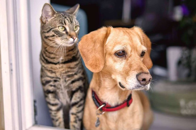 Línea Directa cuida de cada perro o gato como si fuera su propio dueño