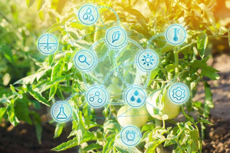 ¿Las plantas están sufriendo con el calor? Puede que no sea falta de agua, sino de nutrientes