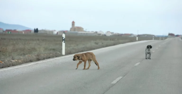 En 1 de cada 3 siniestros de tráfico hay un animal involucrado