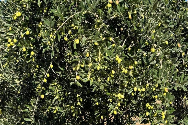 Tercio de las Torres; El aceite de oliva que nació de un sueño, no de un negocio