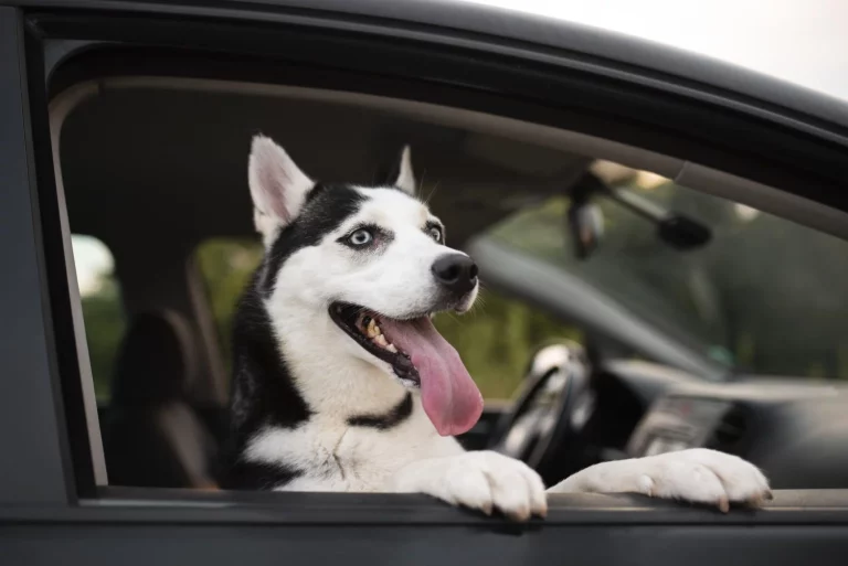 Todo lo que debes saber si viajas con tu perro o gato en el coche