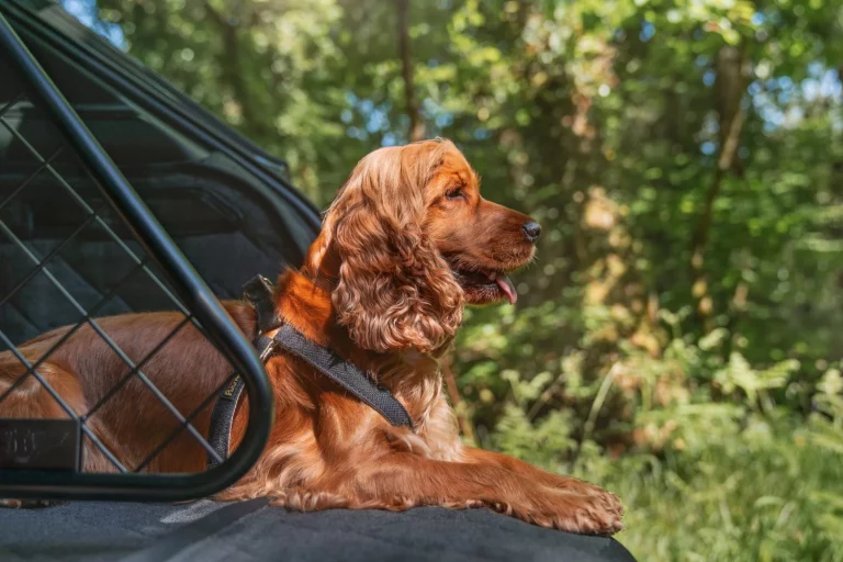 Bentley quiere que tus mascotas viajen en su Bentayga como en primera clase de Emirates