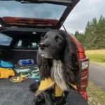 Isuzu y Ruffwear crean los accesorios perfectos para tu compañero de cuatro patas